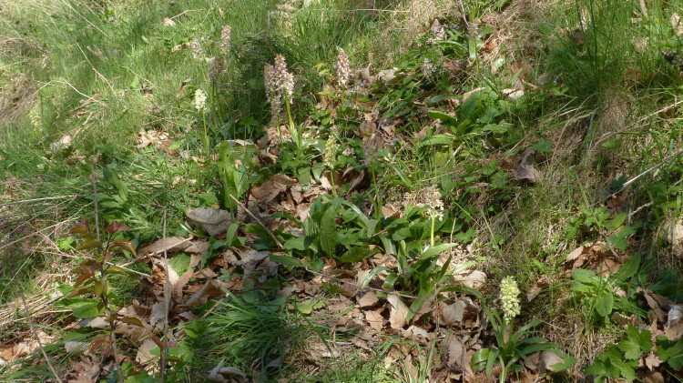 Orchis x Plessidiaca Renz 1928